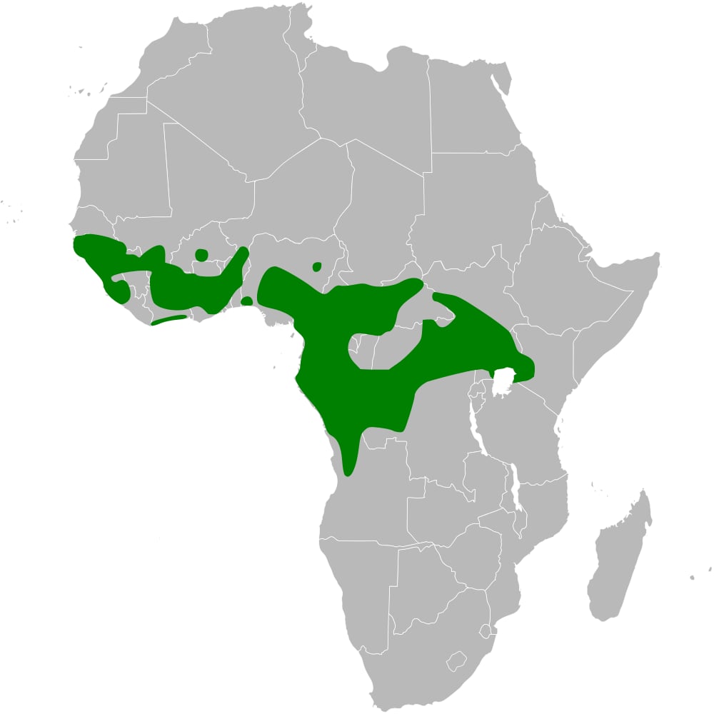 Range map of African blue flycatcher