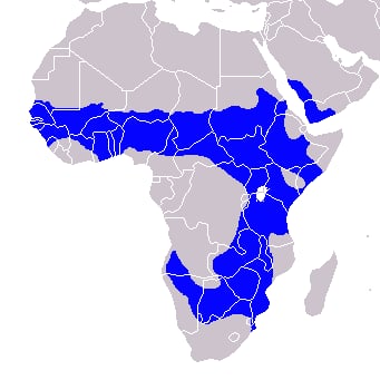 Range map of African grey hornbill