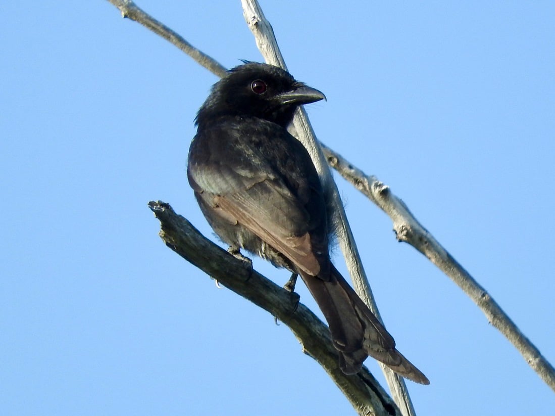 Aldabra Drongo (Dicrurus aldabranus)
