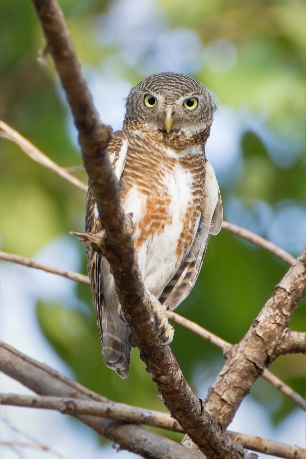Asian Barred Owlet (Glaucidium cuculoides), Mae Wong National Park, Nakhon Sawan,Thailand