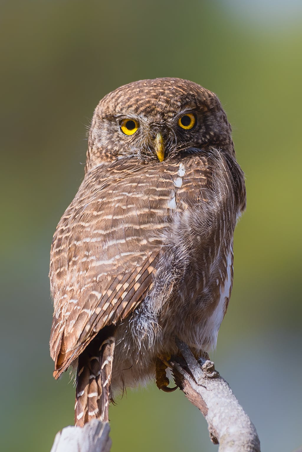 Image of Asian barred owlet