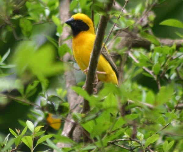 Male Asian Golden Weaver (Ploceus hypoxanthus) at Moeyungyi Wetland Wildlife Sanctuary, Bago, South Myanmar