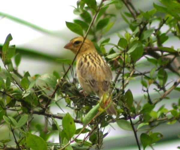 Female Asian Golden Weaver (Ploceus hypoxanthus), Moeyungyi Wetland Wildlife Sanctuary, Bago Division, South Myanmar.