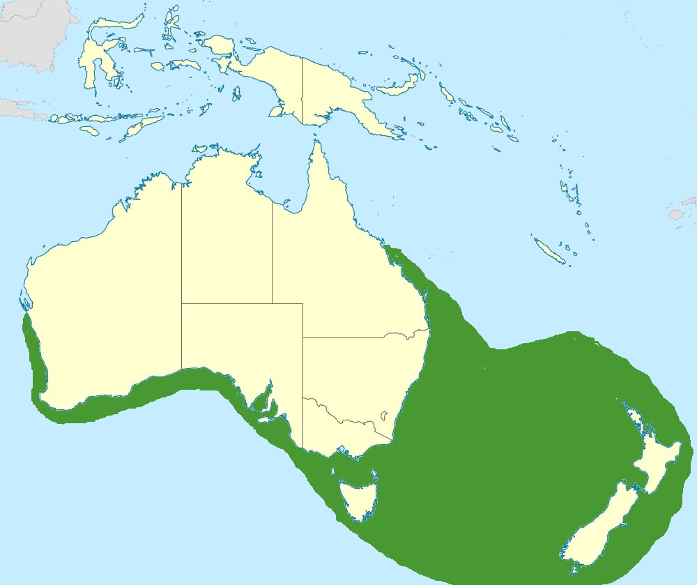 Range map of Australasian gannet