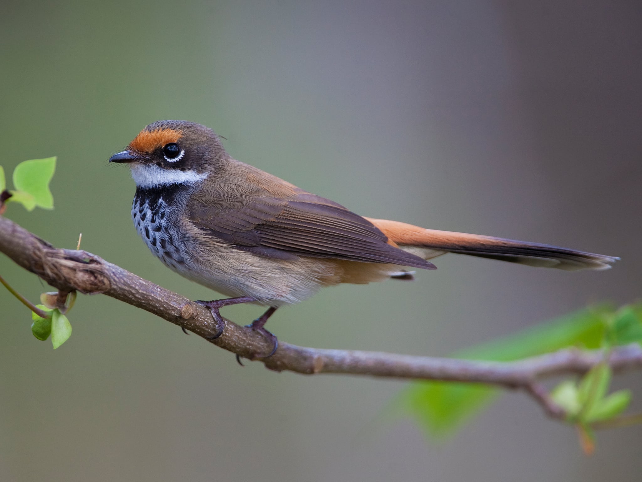 We don't get this species at our place very often, so when one turns up it is a special treat.  Especially this one which came back to the same branch continually, forcing me to take dozens of frames!