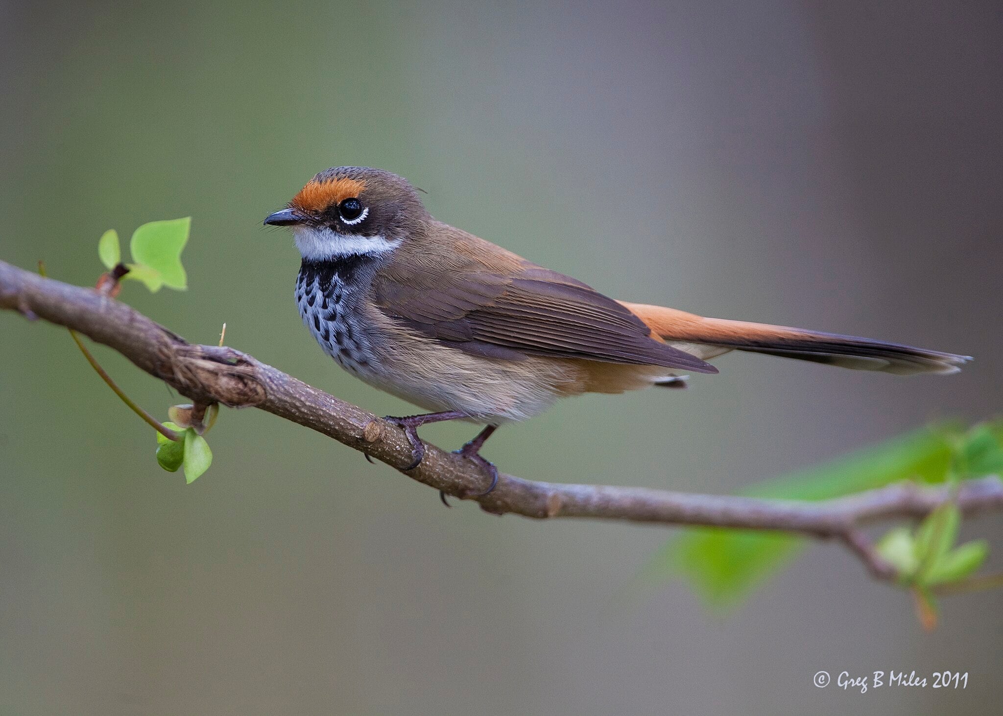 Image of Australian rufous fantail