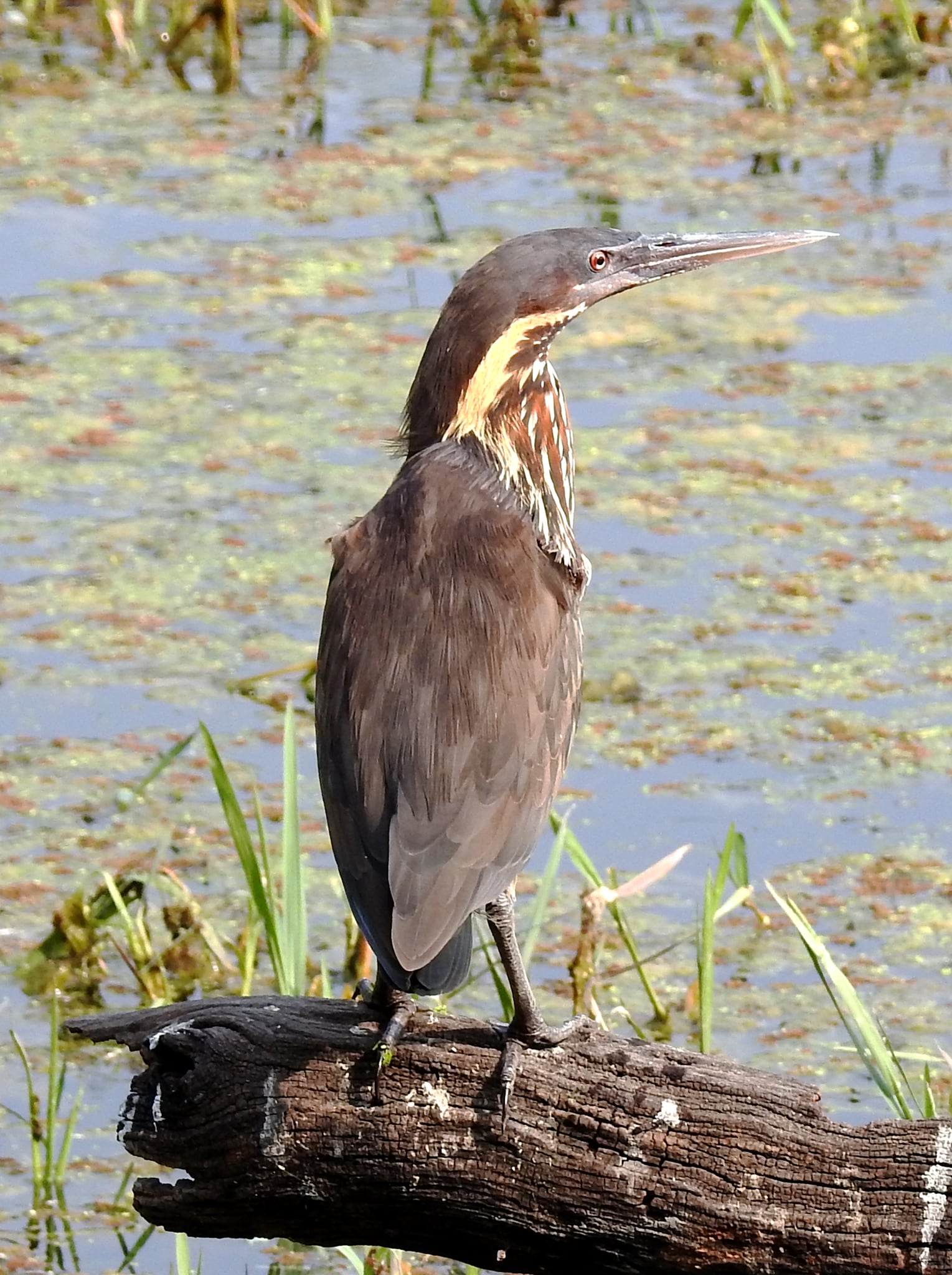 Black Bittern Dupetor flavicollis at Keoladeo National Park or Bharatpur Bird Sanctuary, Rajasthan