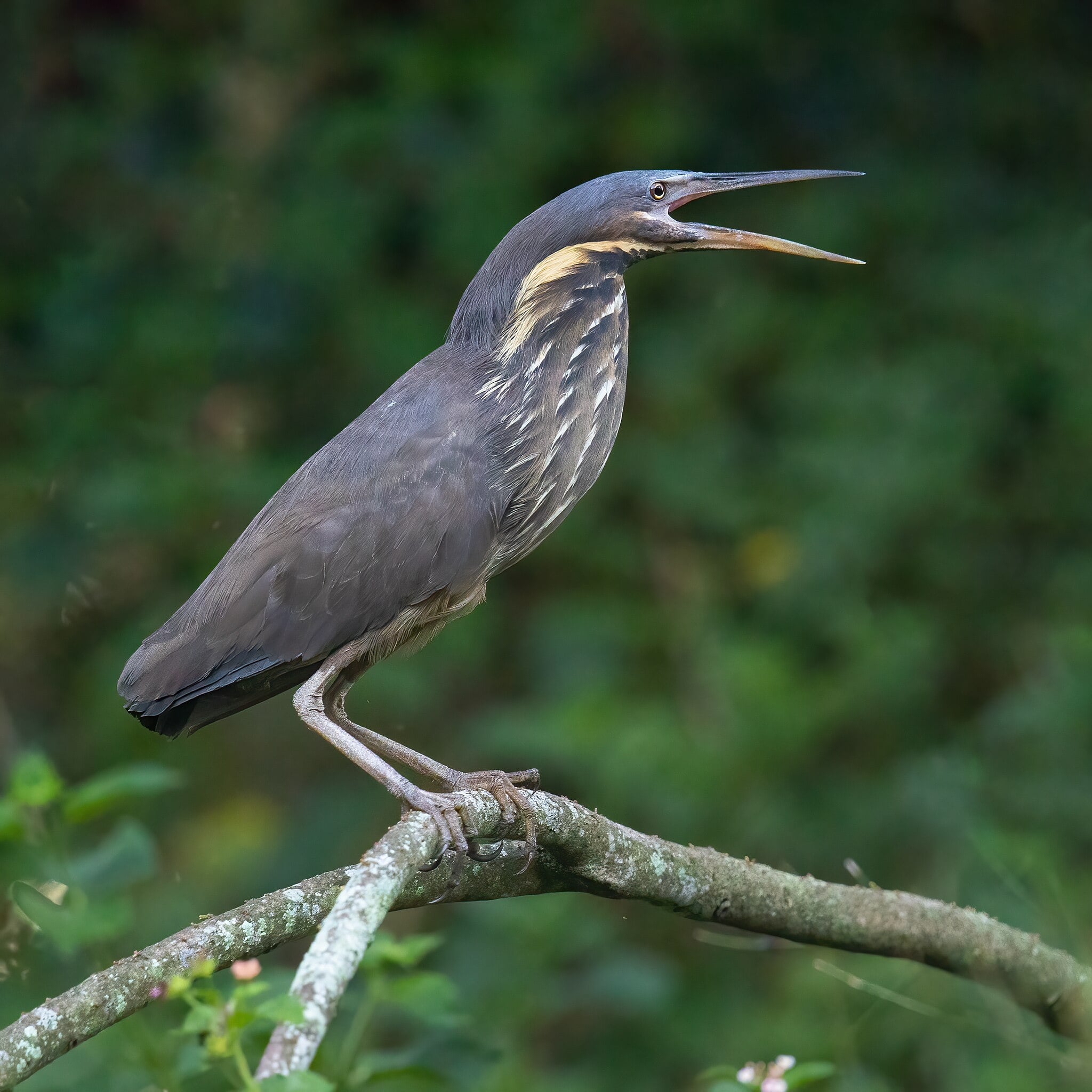 Image of Black bittern