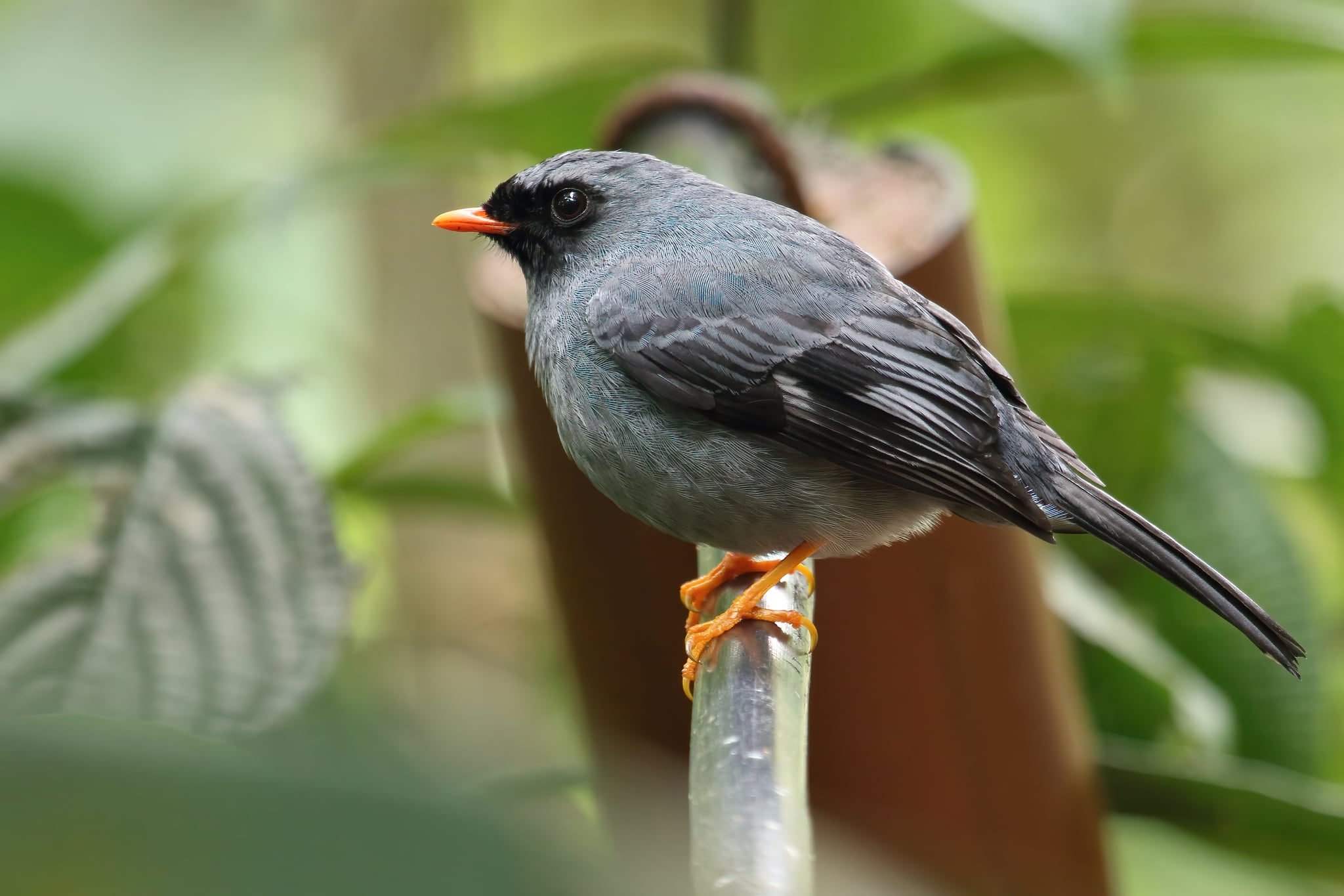 Black-faced solitaire, Sky Adventures, Monteverde Park, Costa Rica.