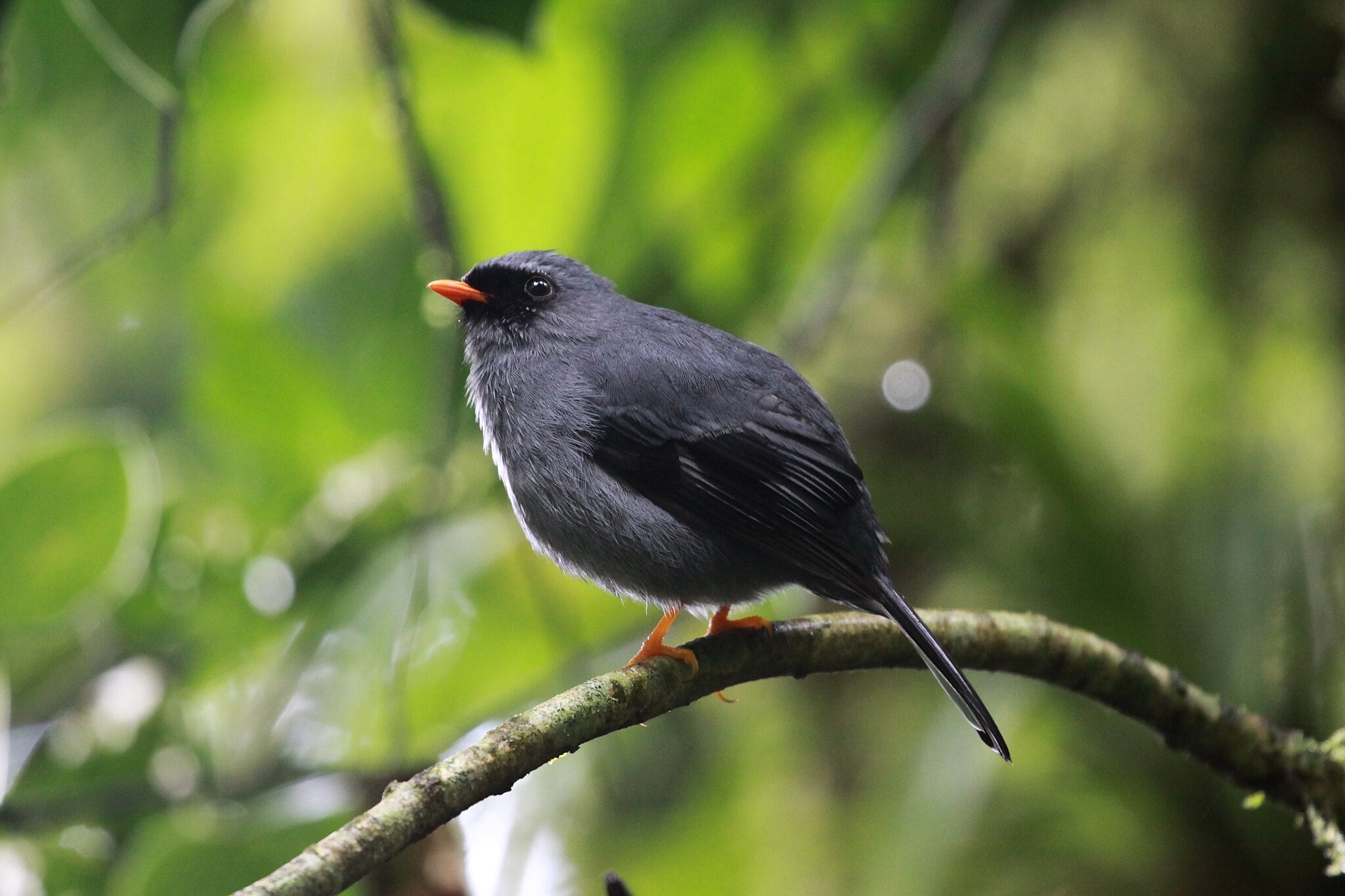 Image of Black-faced solitaire