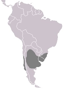 Range map of Black-headed duck