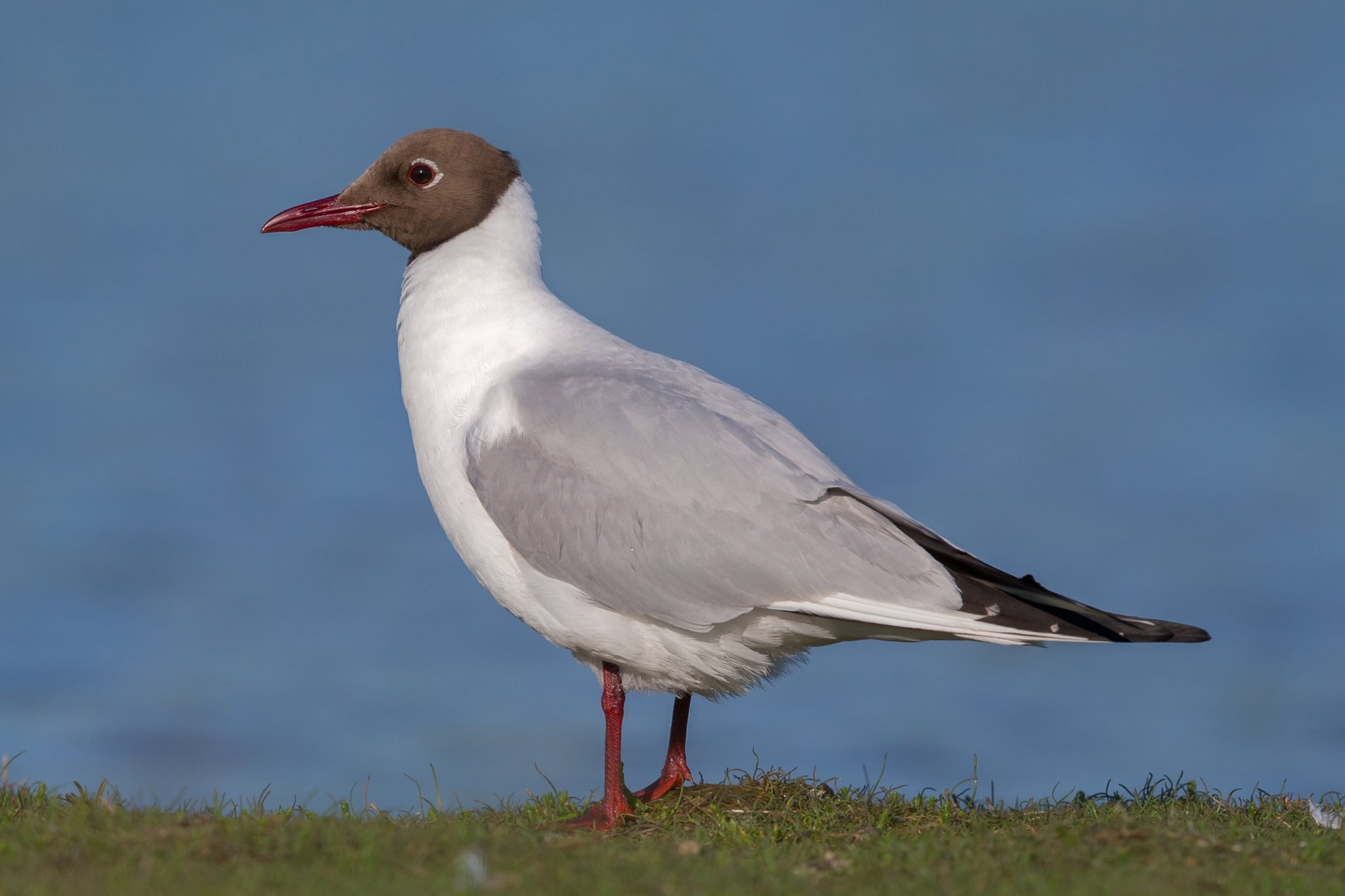Black-headed gull