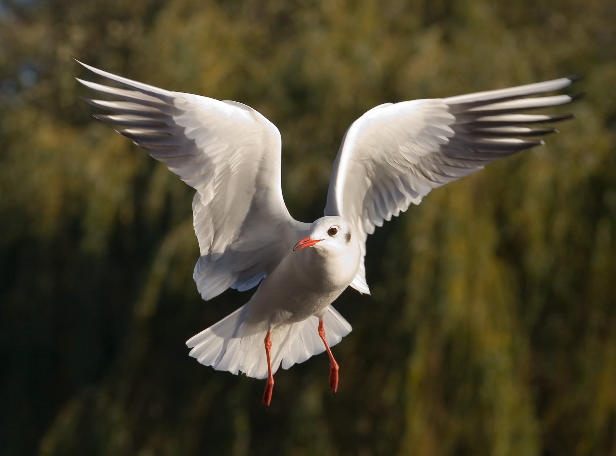 A Black-headed Gull in St James's Park, London, England. Although the gull typically has a black head, as the name suggests, its winter plumage around the head is white with black spots, visible on the side of the head. This image was taken by myself with a Canon 5D and 70-200mm f/2.8L lens at 150mm, ISO 1600 and f/8 with a 1/1250s shutter speed.