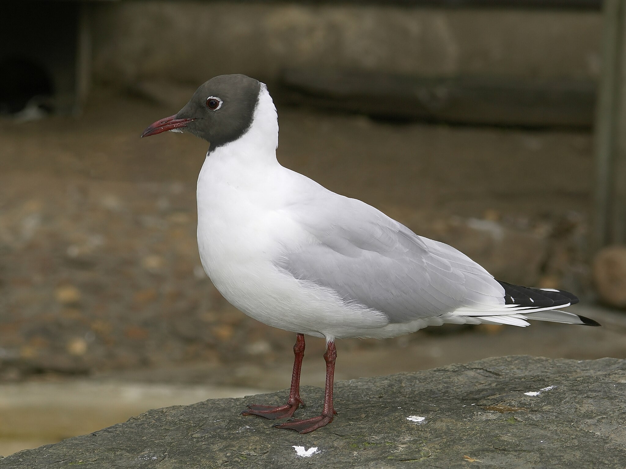 Image of Black-headed gull