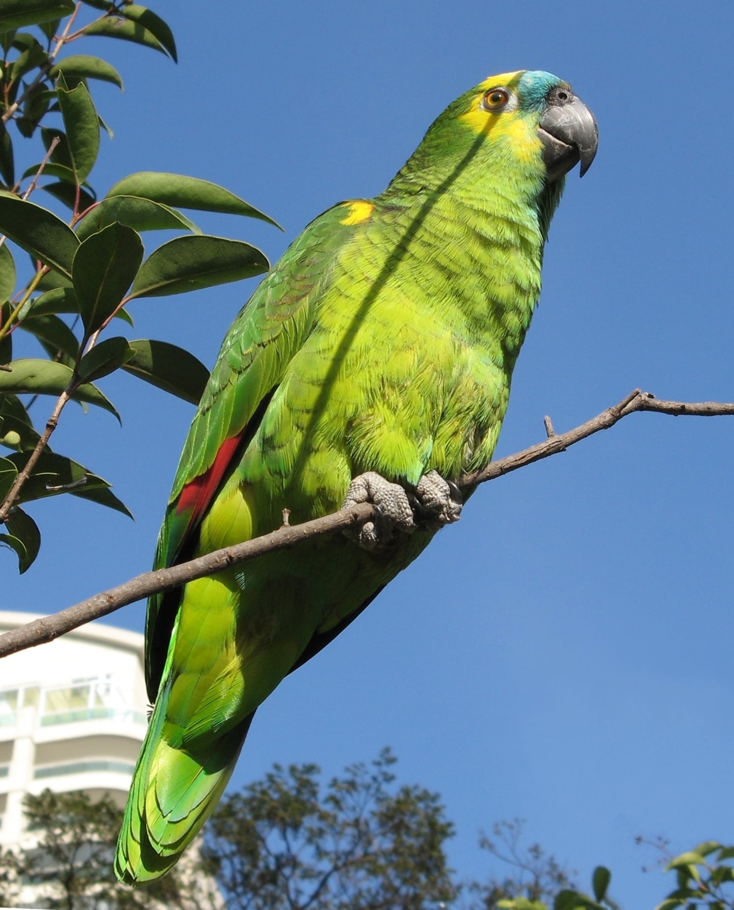Blue-fronted Amazon (Amazona aestiva) in a tree in Brazil. An individual from the feral population in São Paulo, Brazil.