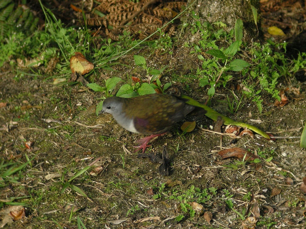 Bronze Ground-dove (Gallicolumba beccarii). Possibly Papua New Guinea.