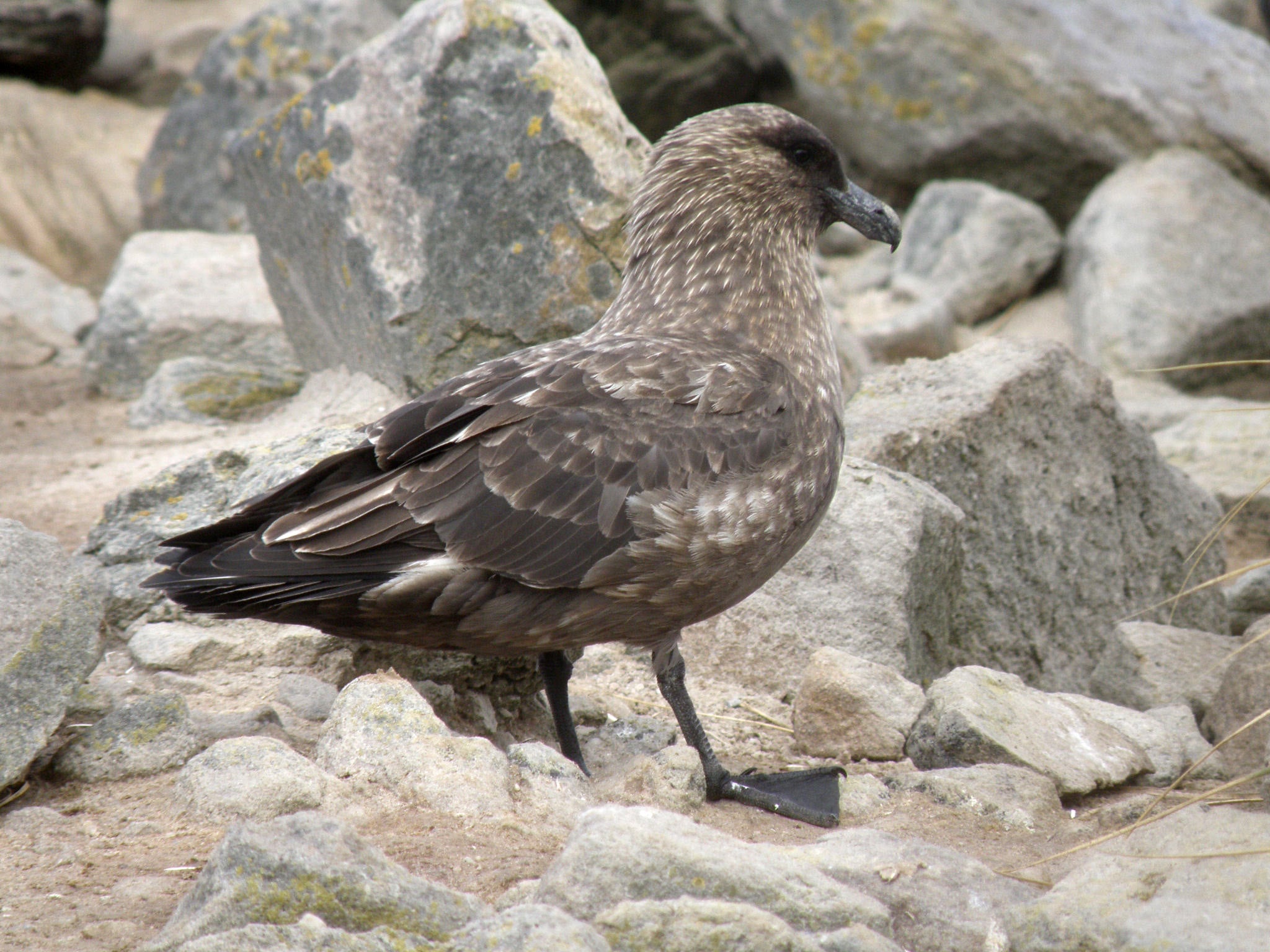 Labbe brun - Stercorarius antarcticus antarcticus - New Island (Îles Malouines)