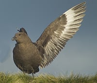 Brown Skua  (Stercorarius antarcticus)
