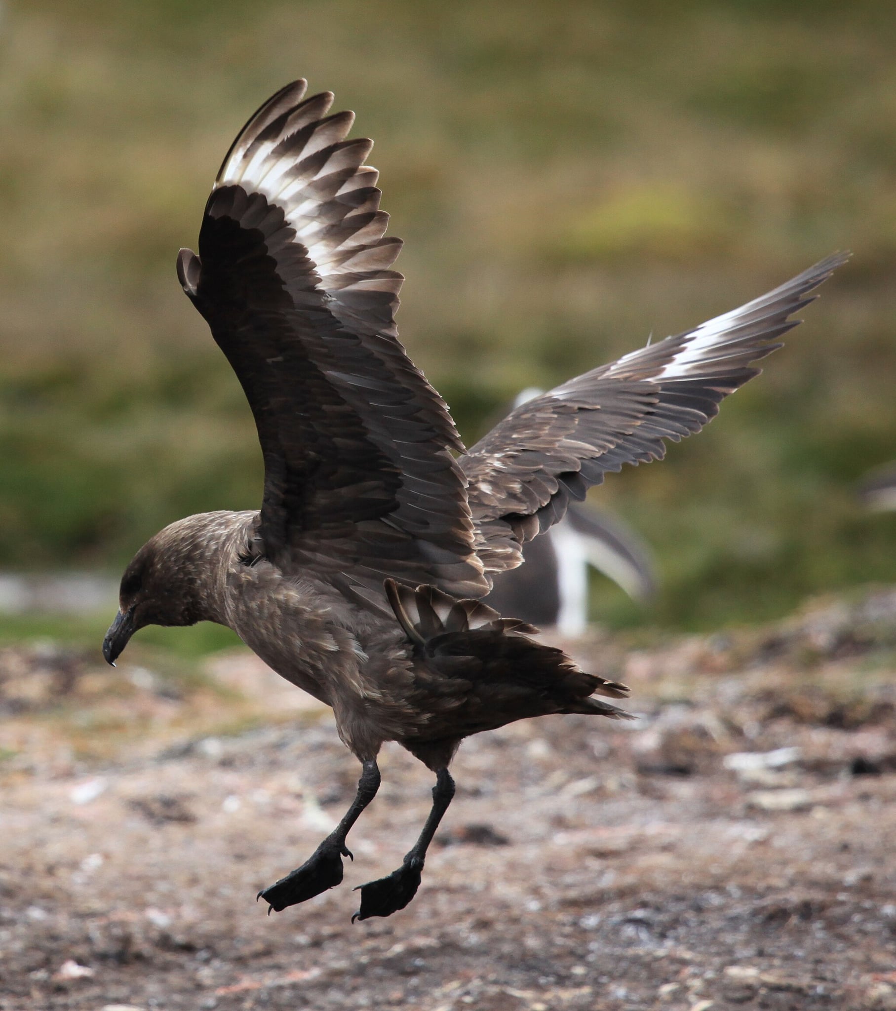 Image of Brown skua