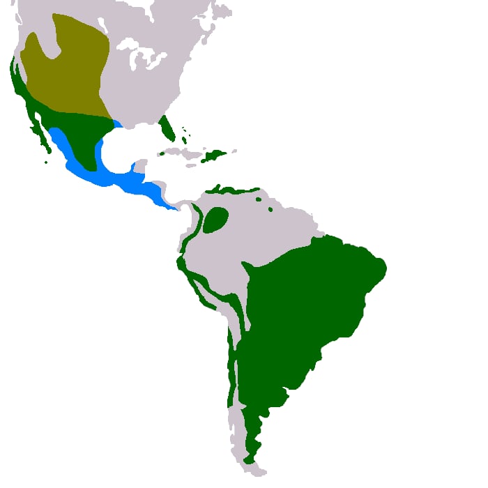 Range map of Burrowing owl