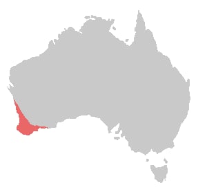 Range map of Carnaby's black cockatoo