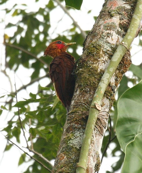 Chestnut-coloured Woodpecker (Celeus castaneus). A male at La Selva entrance road, Costa Rica Caribbean lowlands.