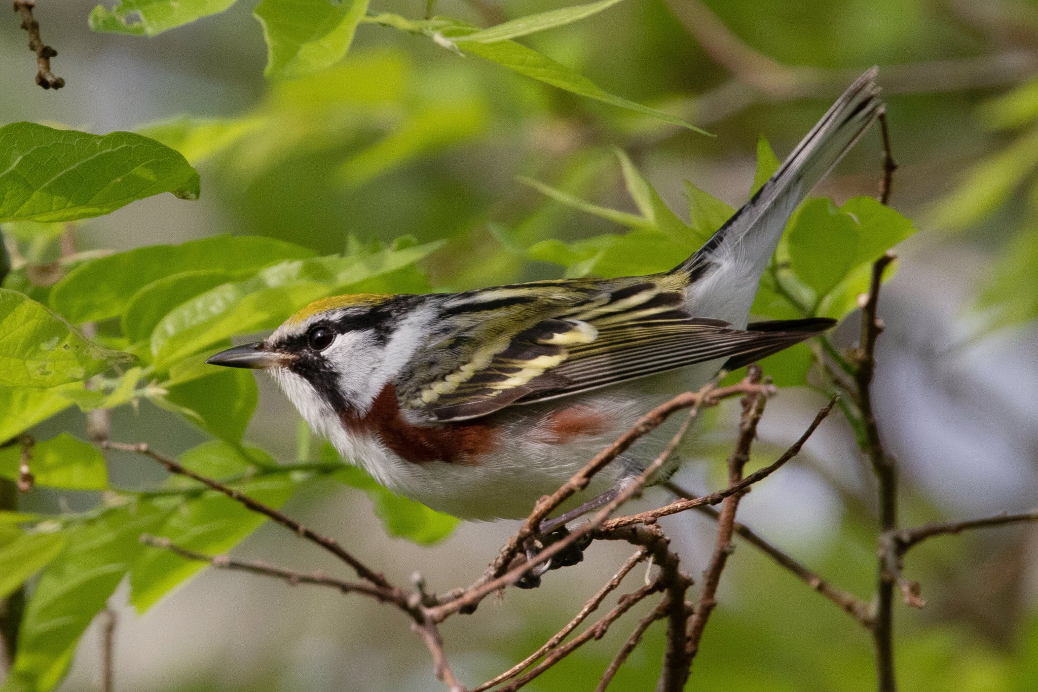 Chestnut-sided Warbler (male) | Sabine Woods | TX|2018-04-28|07-15-04.jpg