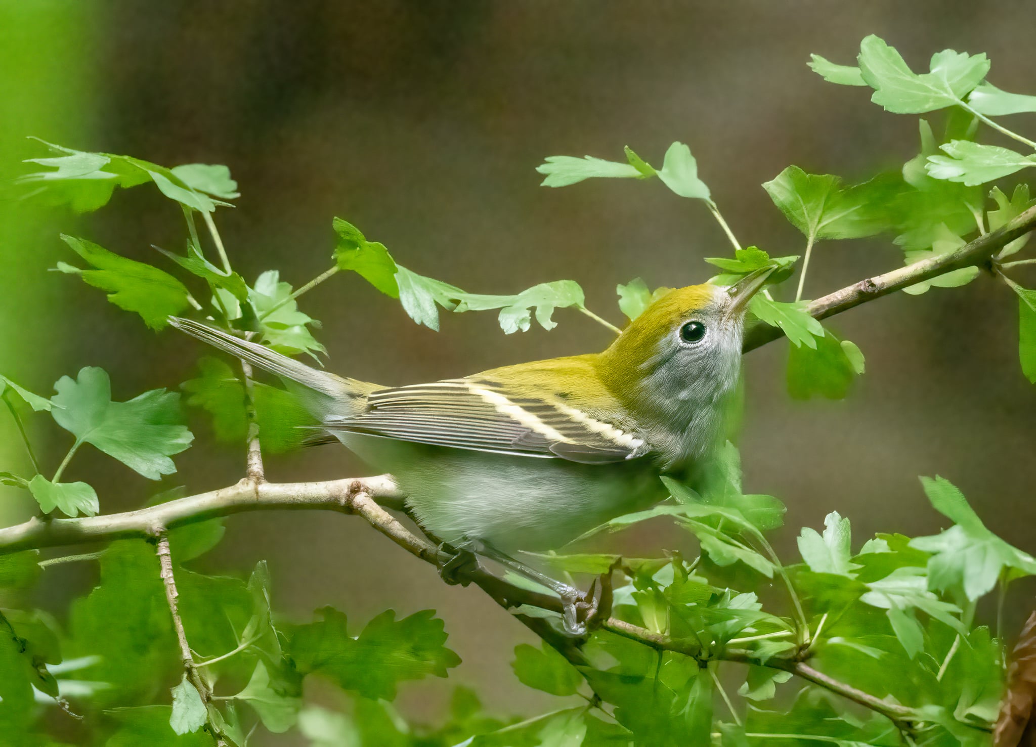 Chestnut-sided warbler in Central Park
