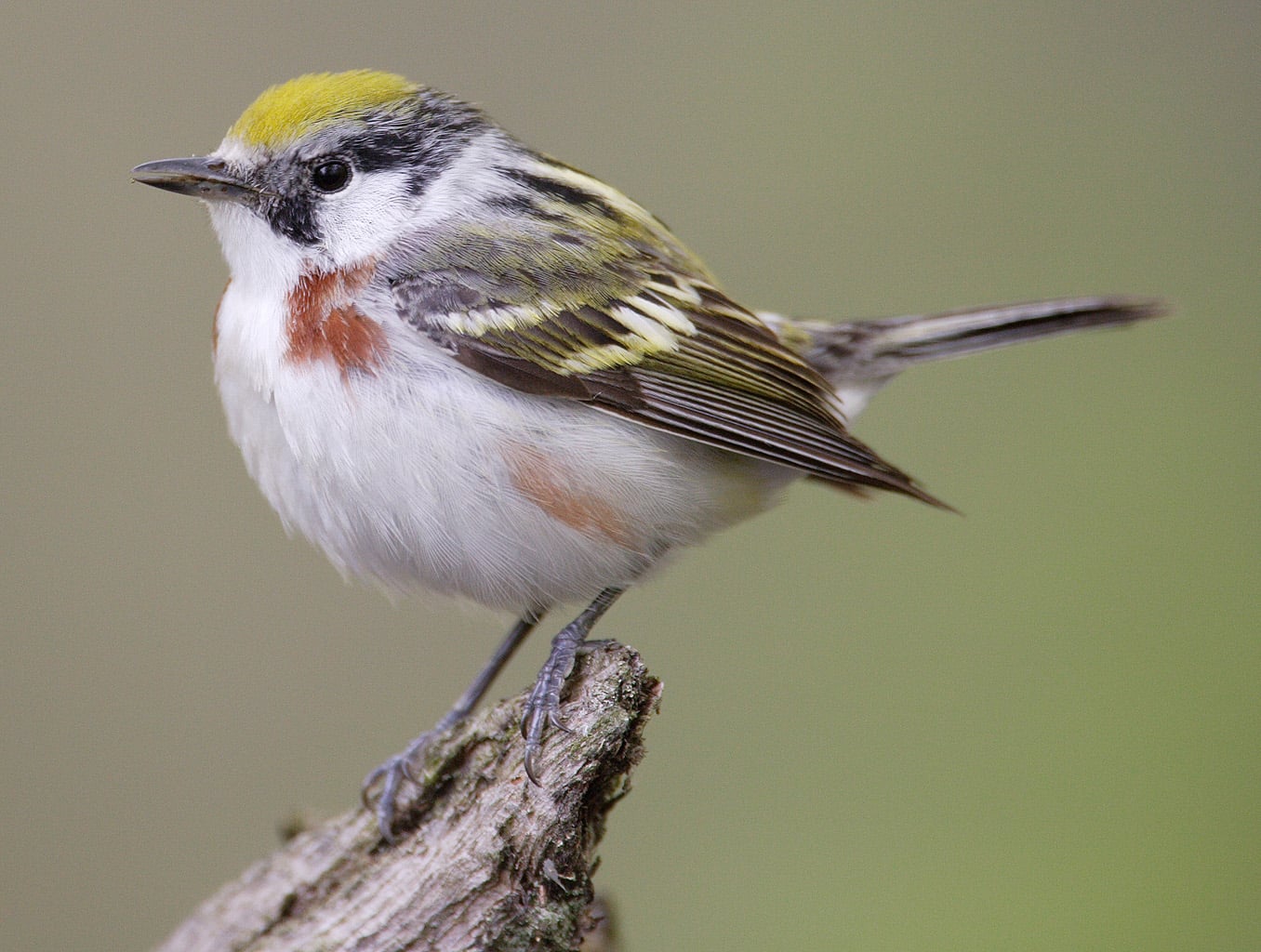Image of Chestnut-sided warbler