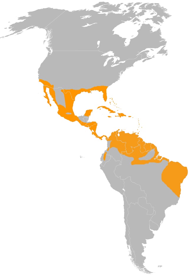 Range map of Common ground dove