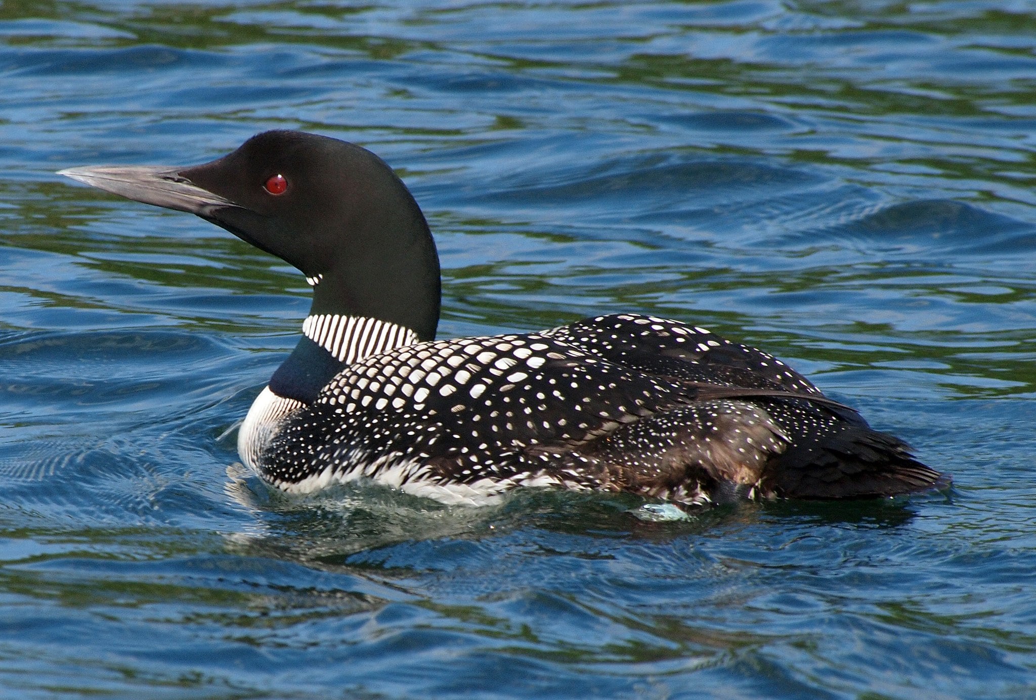 A Great Northern Loon (also known as the Great Northern Diver and the Common Loon) in Minocqua, Wisconsin, USA.