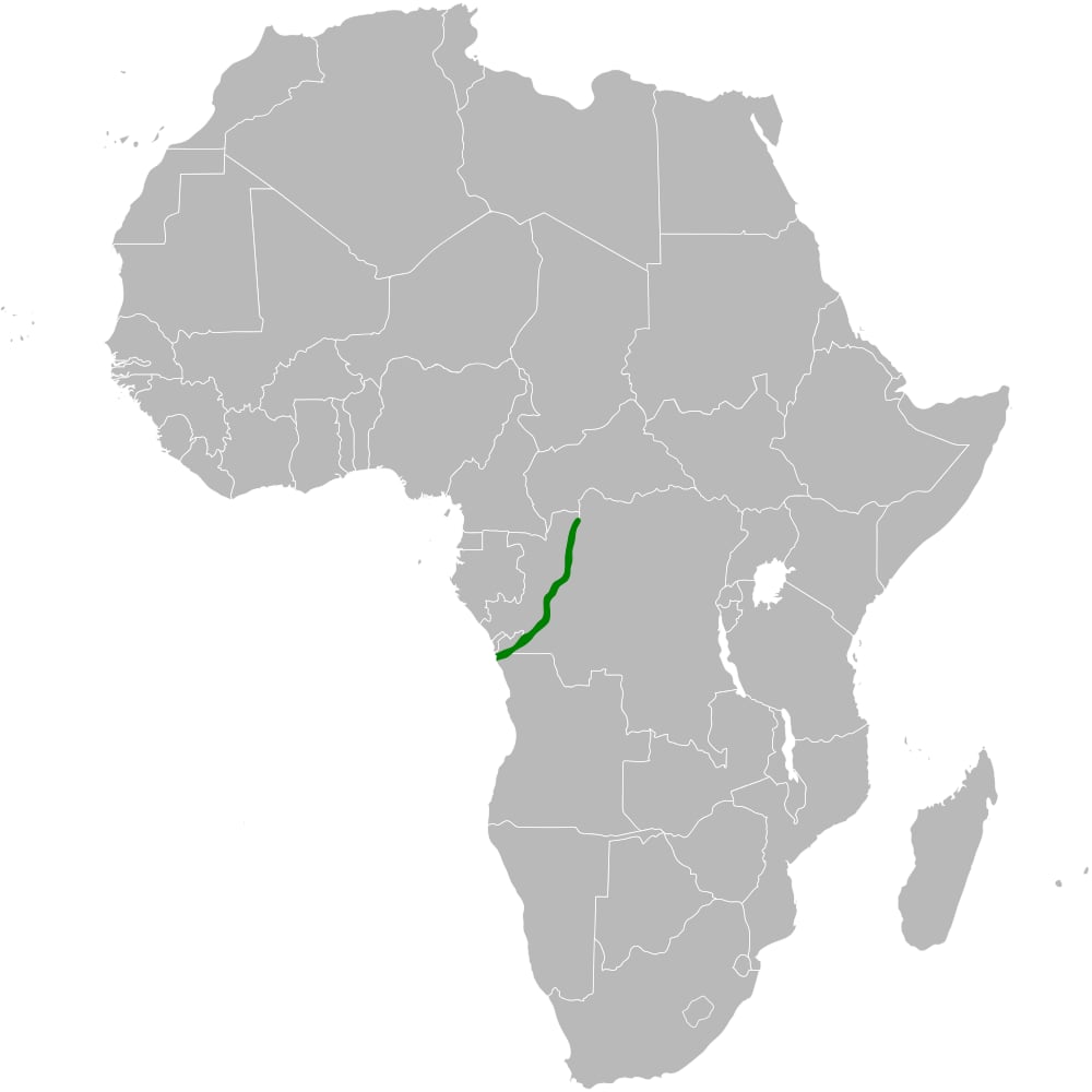 Range map of Congo martin