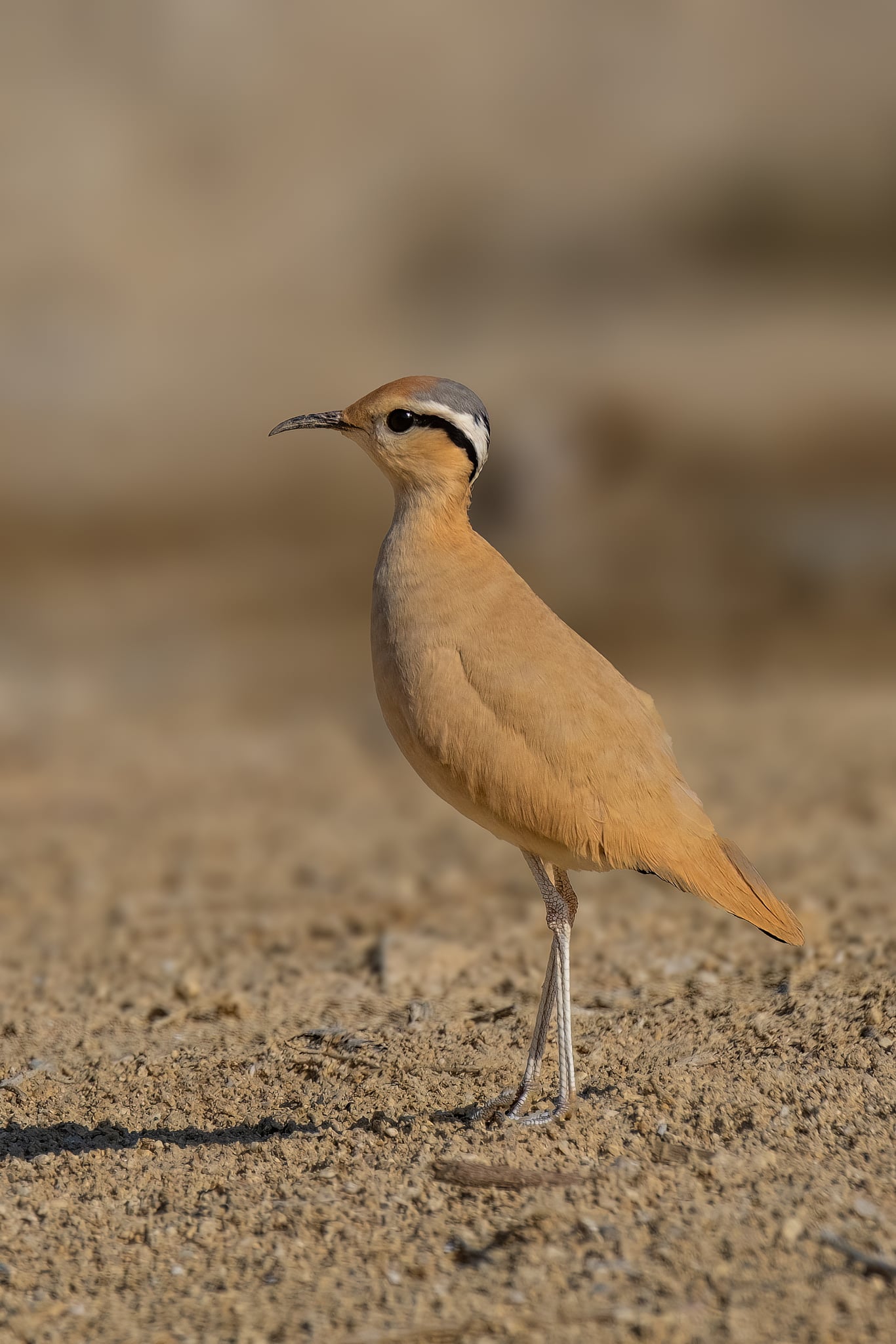 A cream-colored courser (Cursorius cursor) in Egypt, Wadi Degla.