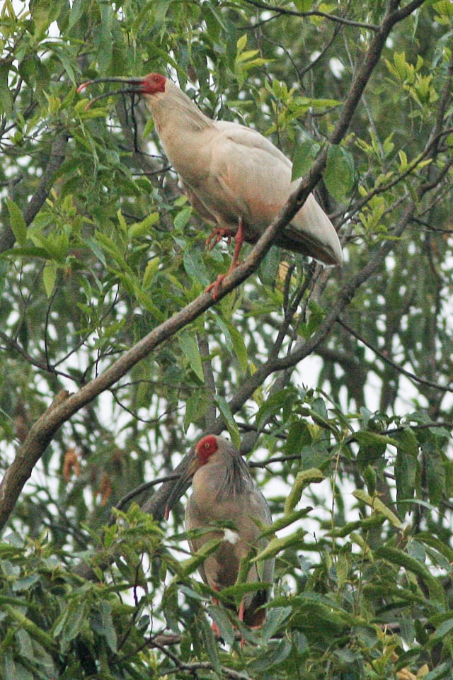 Crested Ibis (Toki) Nipponia nippon, Yang Xian, Shaanxi, China