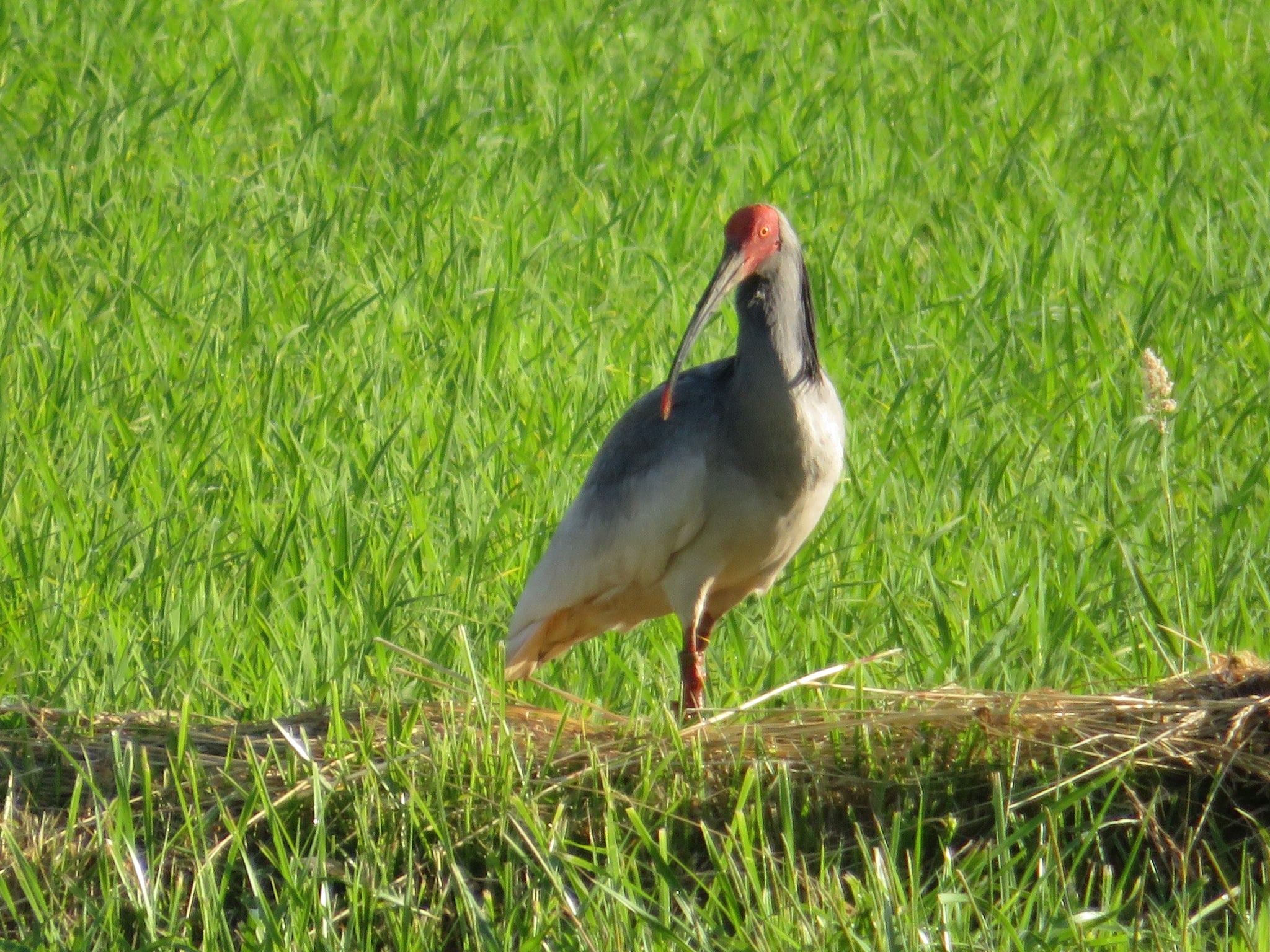 Image of Crested ibis