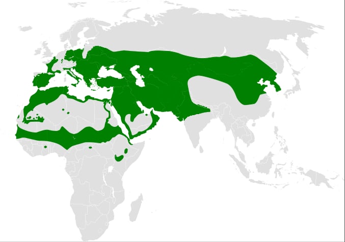 Range map of Crested lark