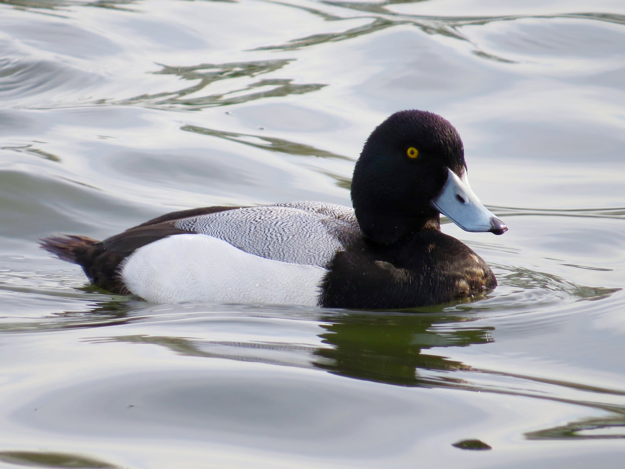 Greater Scaup Aythya marila marila, male, Killingworth Lake, Northumberland