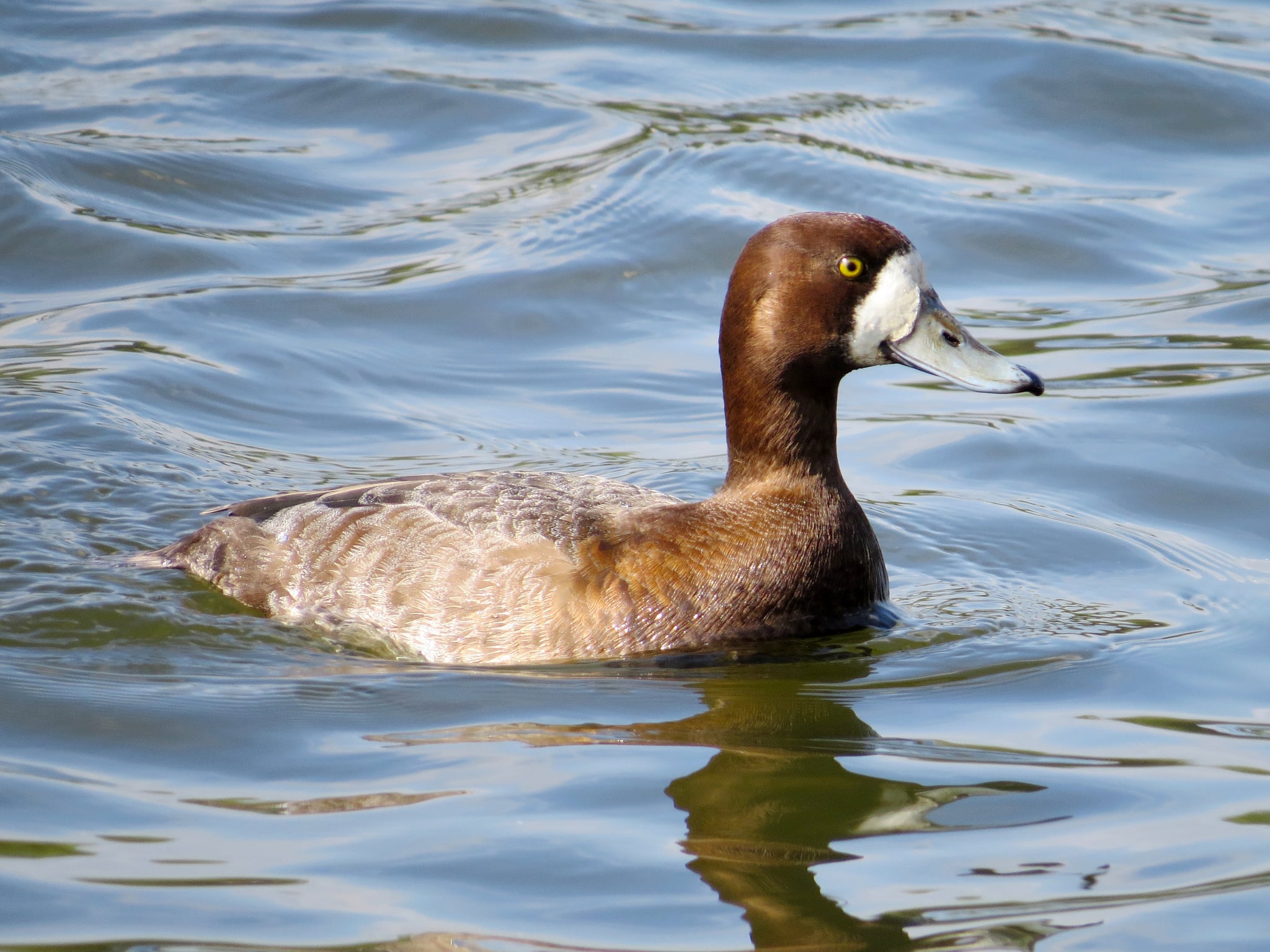 Greater Scaup Aythya marila marila, female, Killingworth Lake, Northumberland