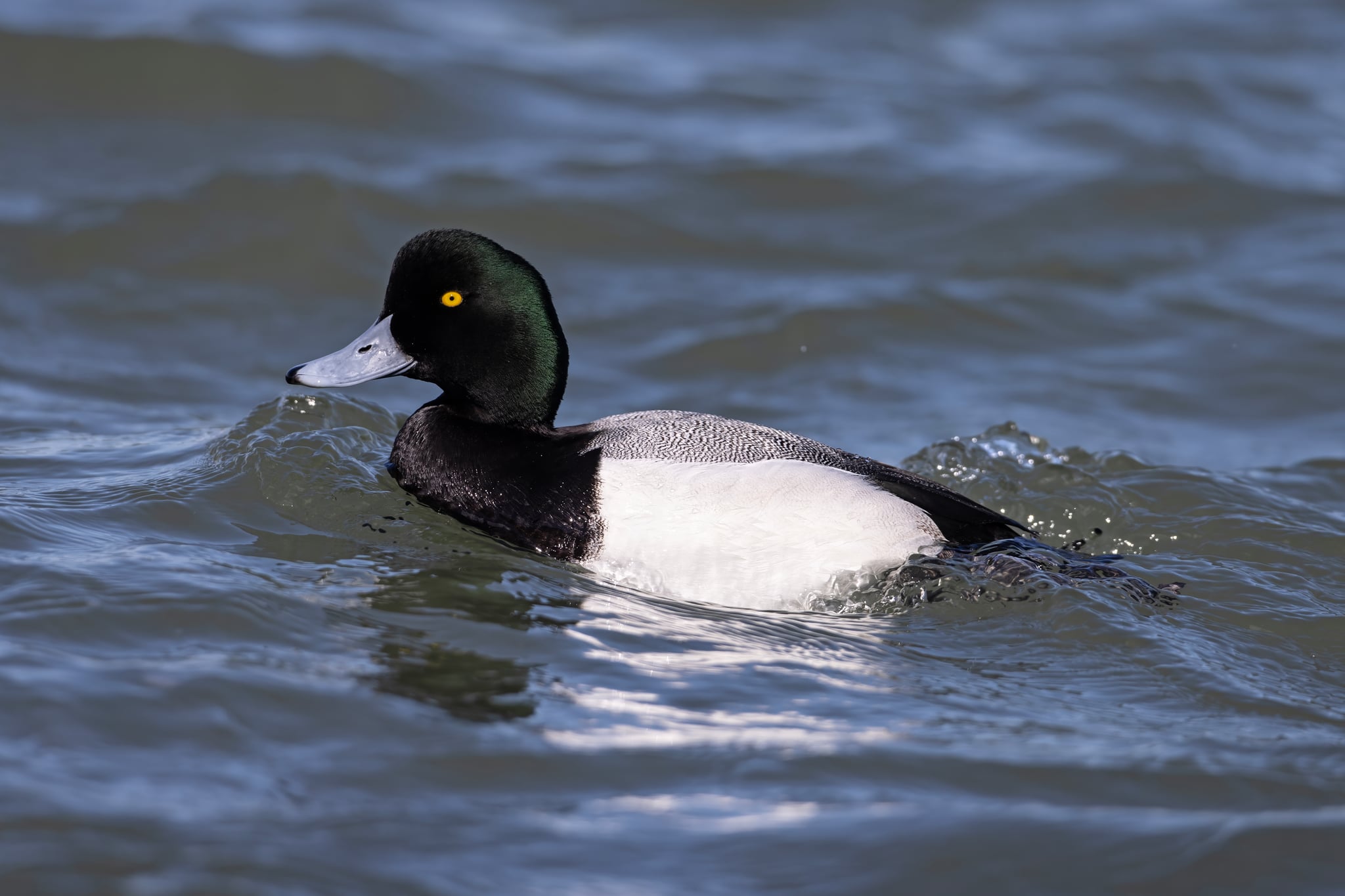 A drake Greater Scaup in the Barnegat Inlet.