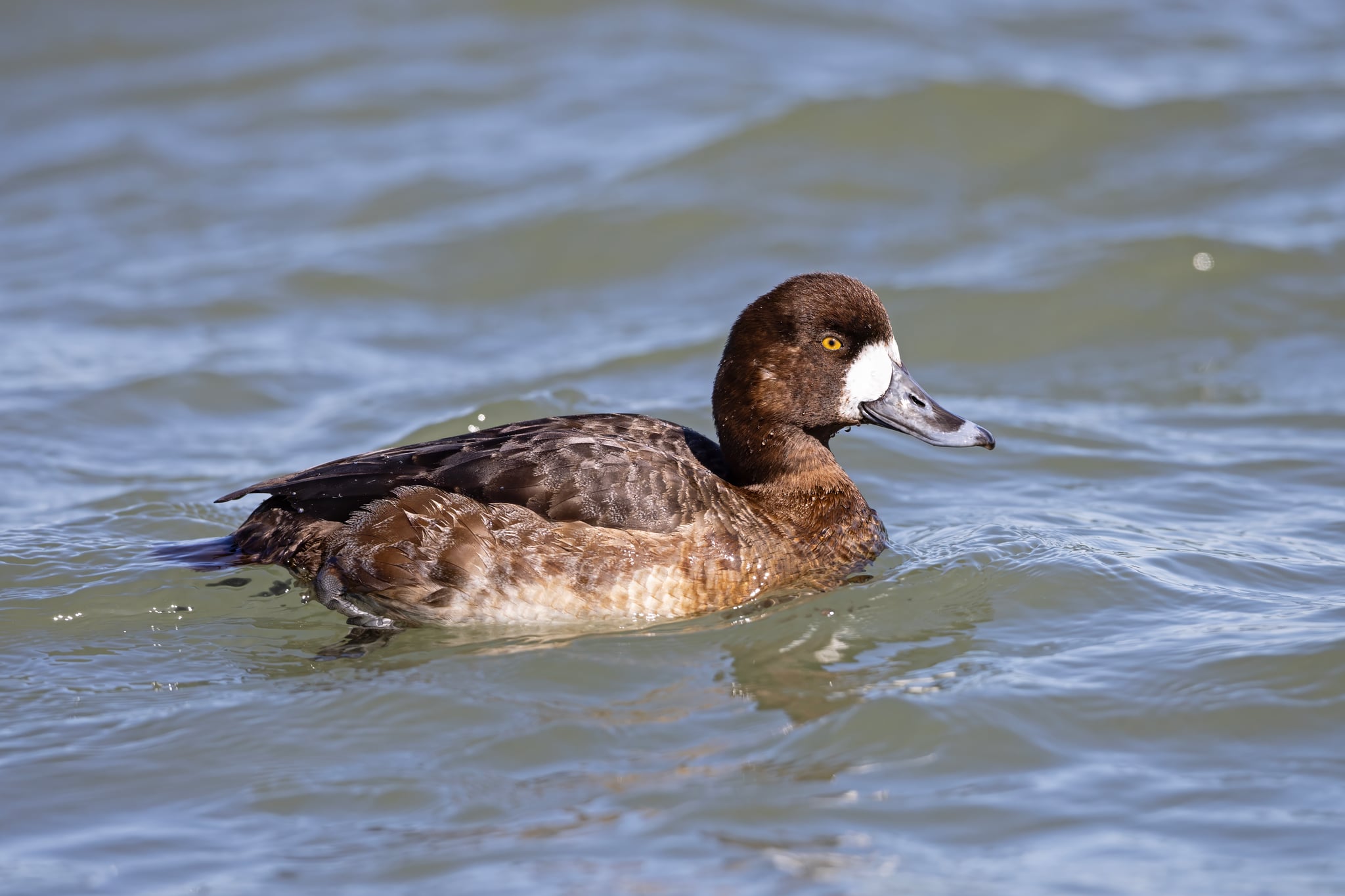 Hen greater scaup (Aythya marila) Barnegat Inlet, New Jersey, USA