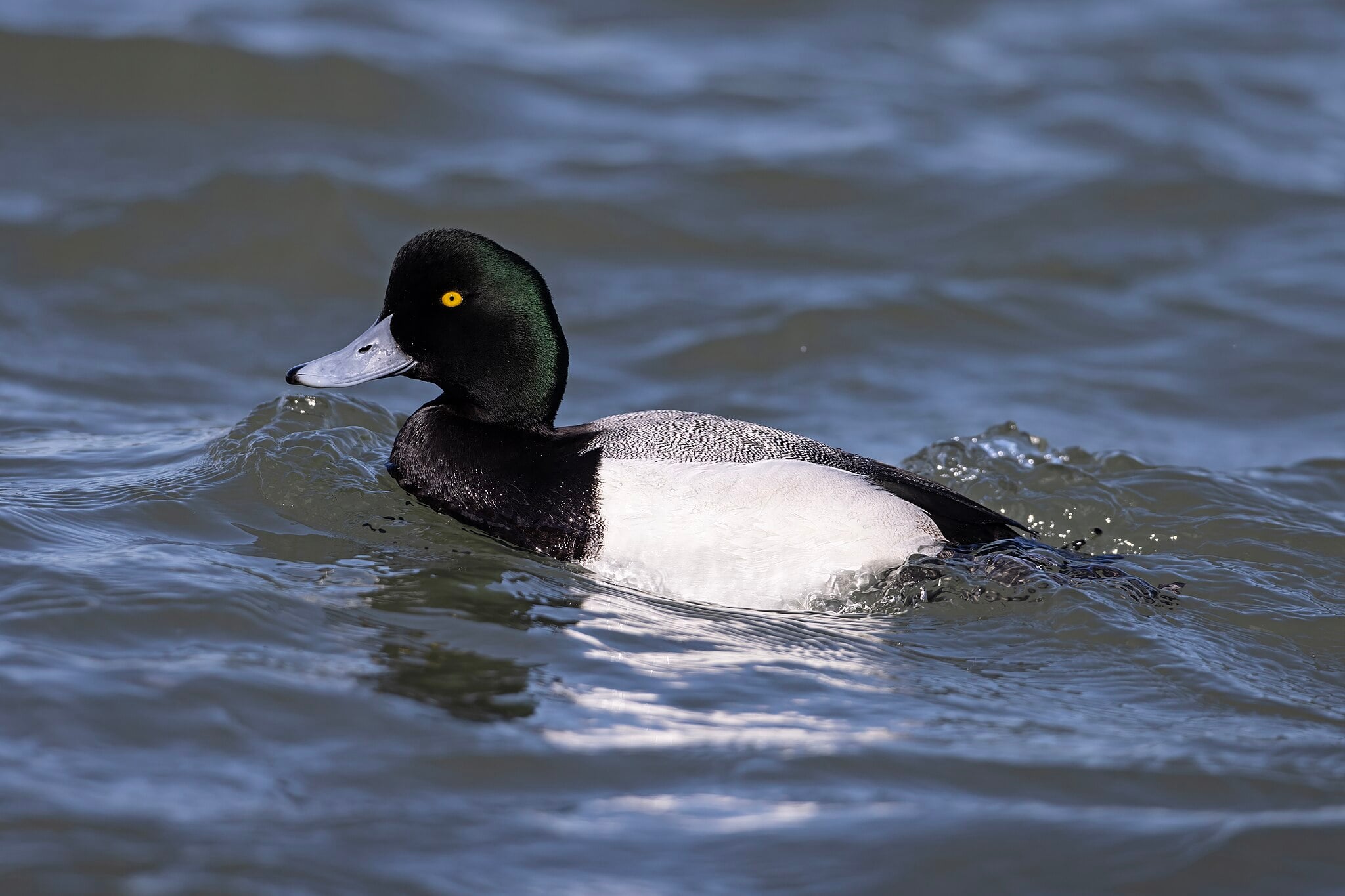 Image of Greater scaup