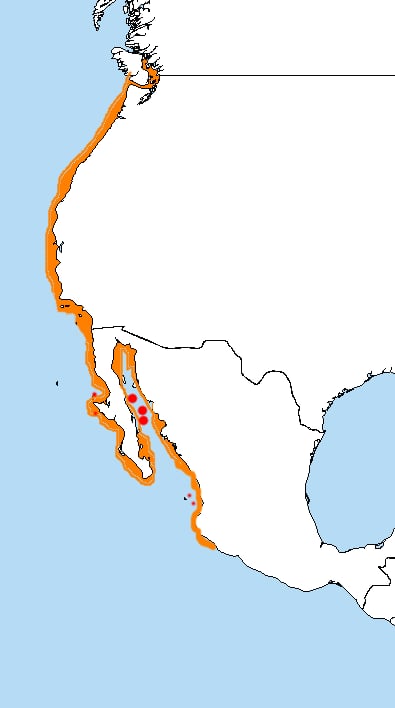 Range map of Heermann's gull