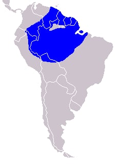 Range map of Hoatzin