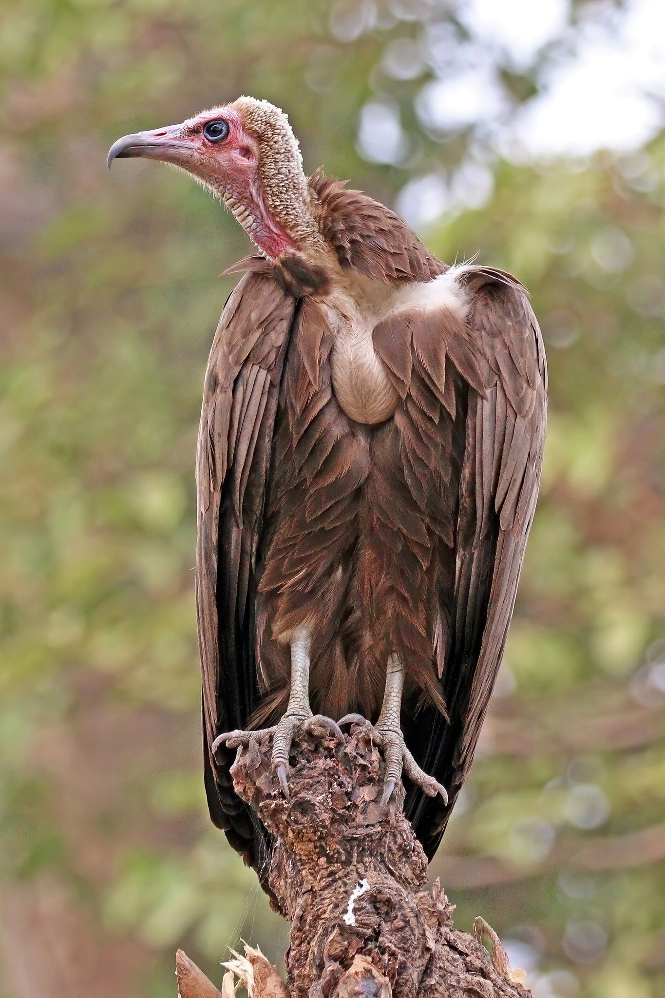 Hooded vulture (Necrosyrtes monachus monachus), Gambia