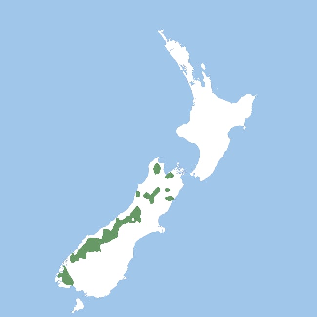Range map of Kea