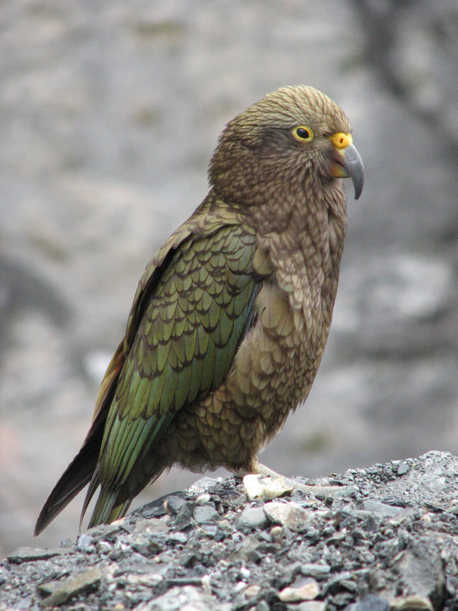 A juvenile Kea (Nestor notabilis) perching on some rubble on the Franz Josef Glacier, New Zealand.