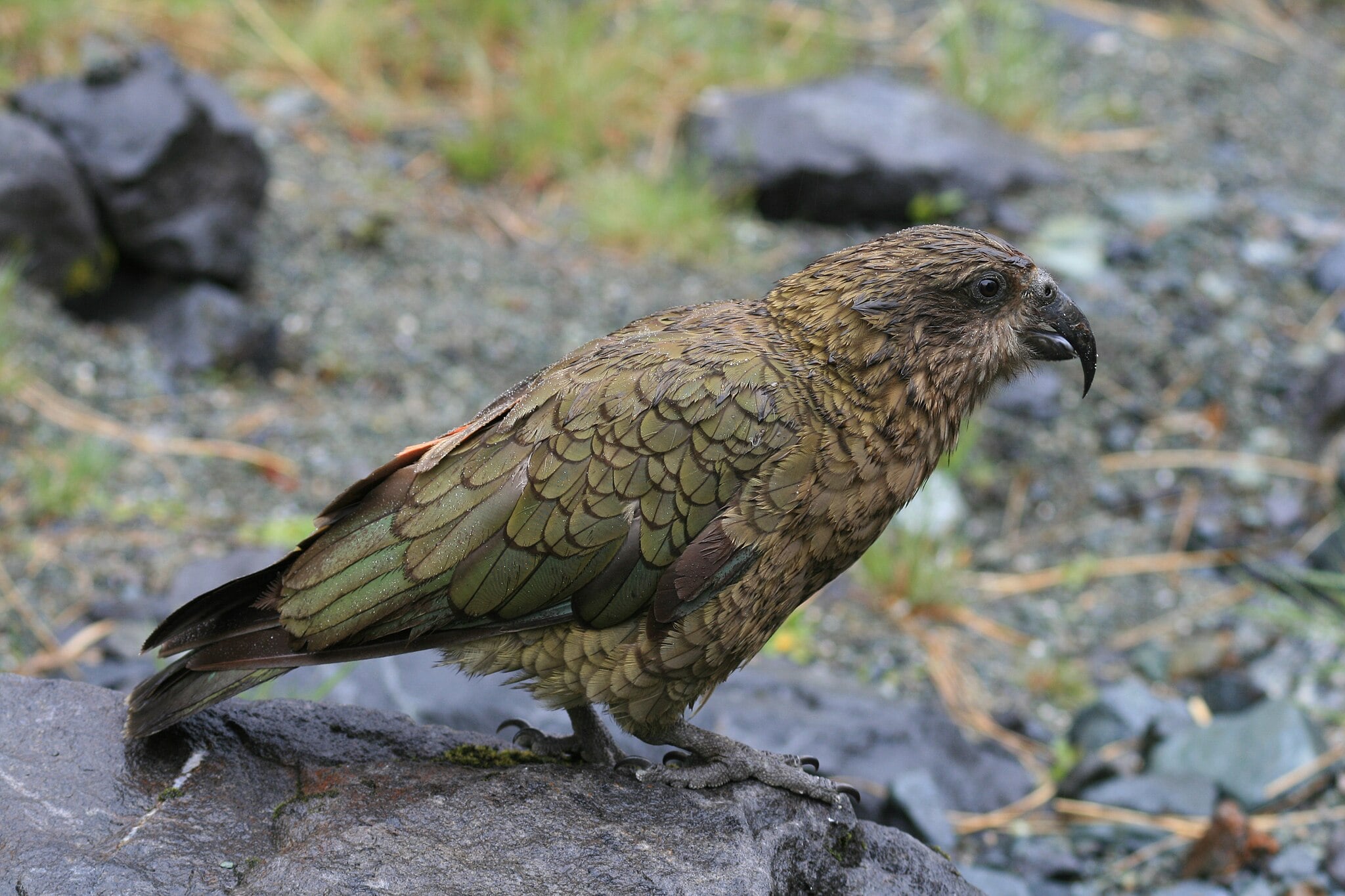 Image of Kea