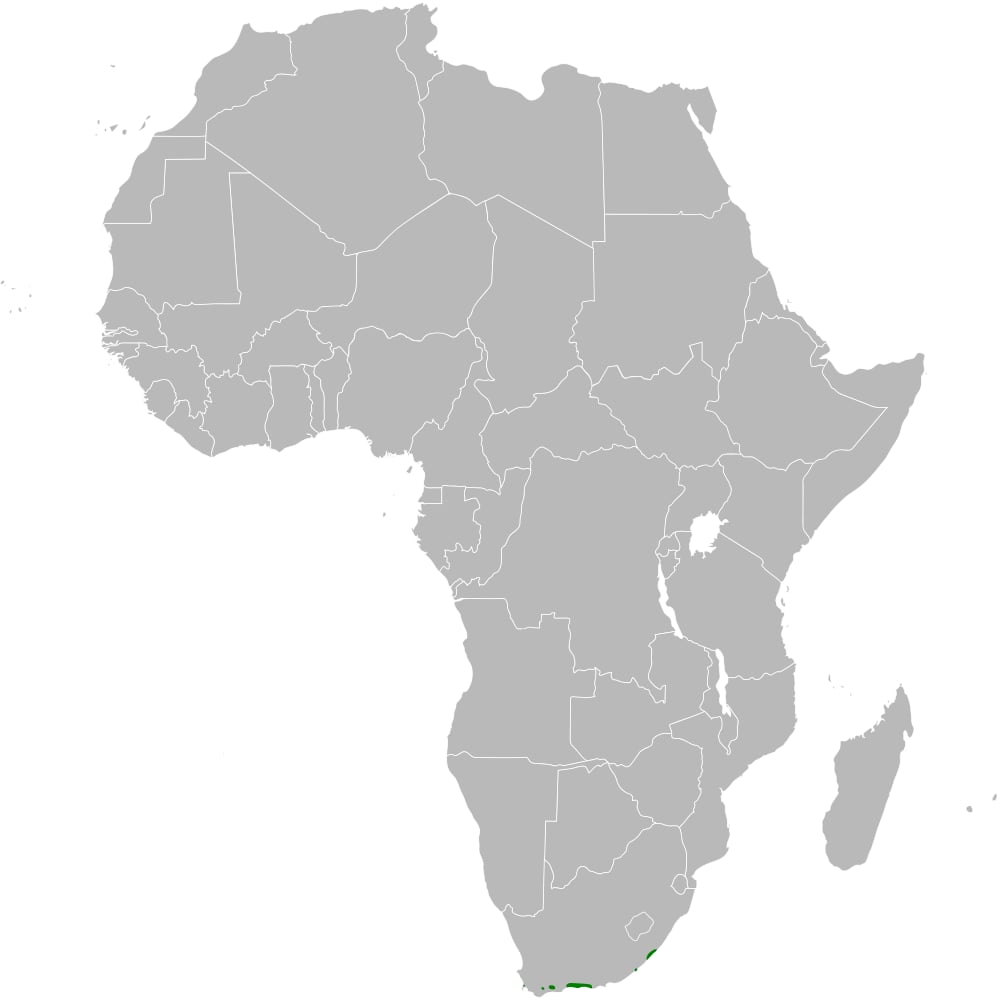 Range map of Knysna warbler