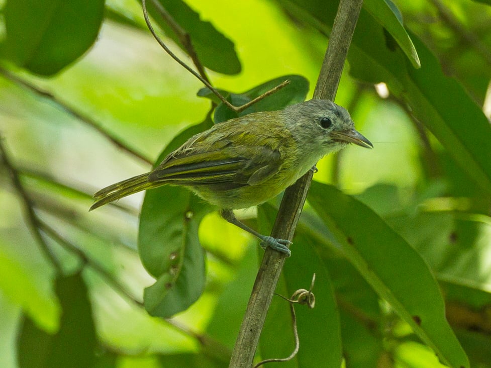 Lesser Greenlet - Chiapas - Mexico_S4E7300