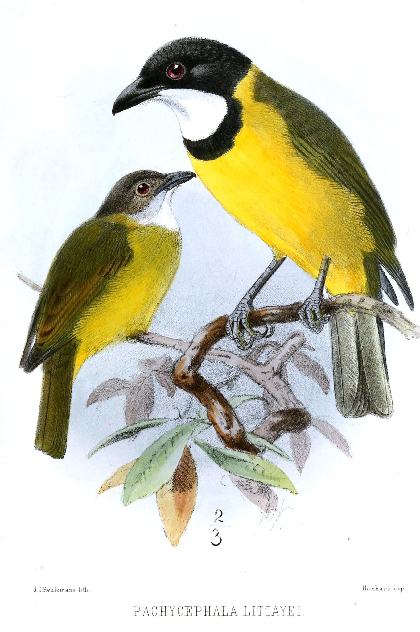« Pachycephala littayei » = Pachycephala chlorura littayei (Subspecies of Melanesian Whistler)